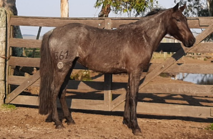 Lote LIGERA EL CEIBAL