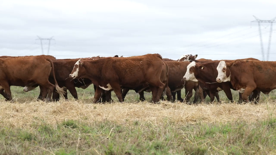 Lote Vaquillas señal 3 preñadas de otoño REMATE AGOSTO 2026