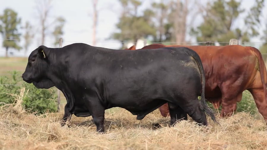 Lote Toros Brangus - Cabaña Los Guasunchos
