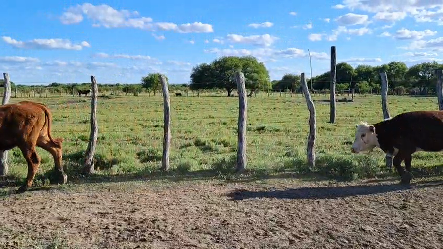 Lote 20 Terneros/as en Entre Ríos, San José de Feliciano