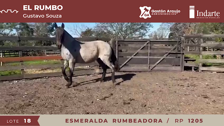 Lote ESMERALDA RUMBEADORA