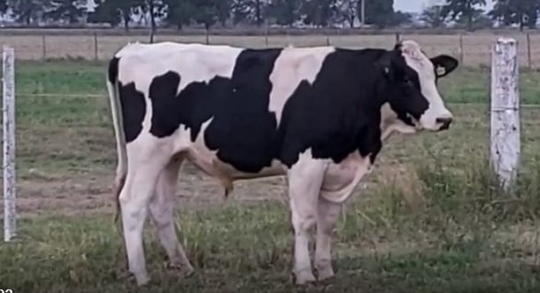 Lote Toro Renacer Kelo Unix