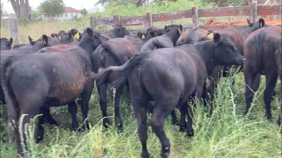 Lote 23 Vaquilla Engorda en Río Negro, X Región Los Lagos