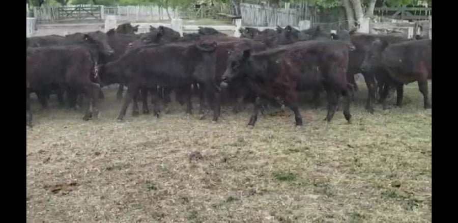 Lote 50 Terneras en Villaguay, Entre Ríos