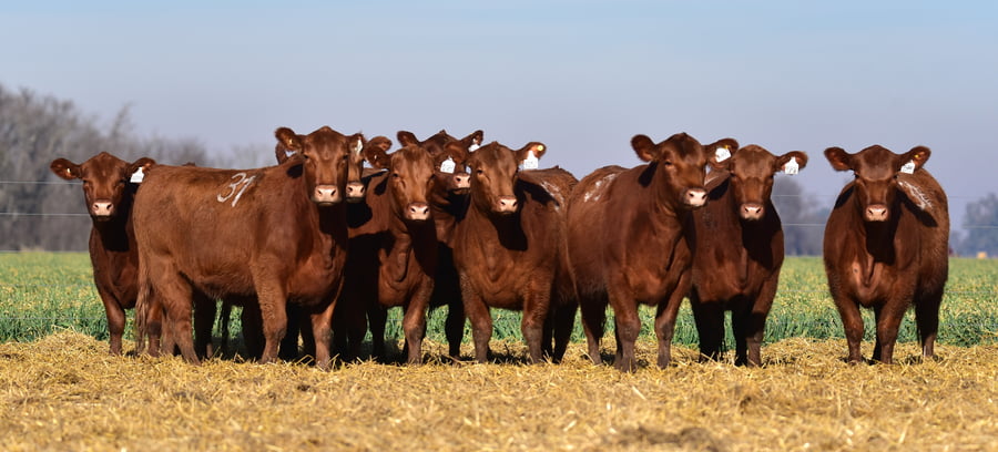 Lote VAQUILLONA ANGUS PC OTOÑO