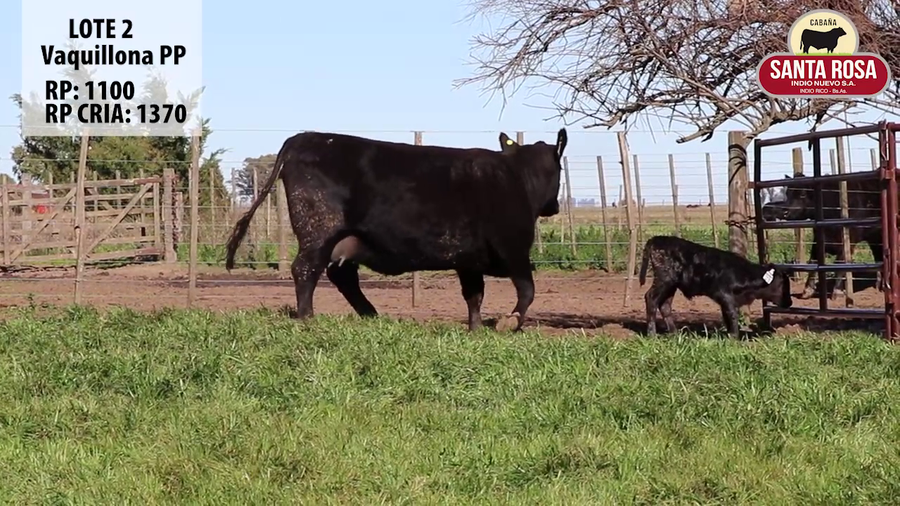 Lote VAQUILLONAS CON CRIA