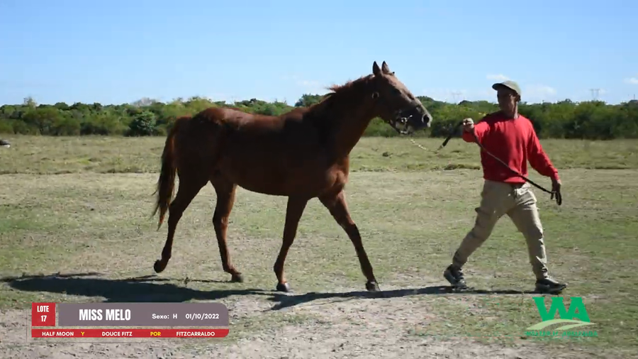 Lote MISS MARIA ESTER