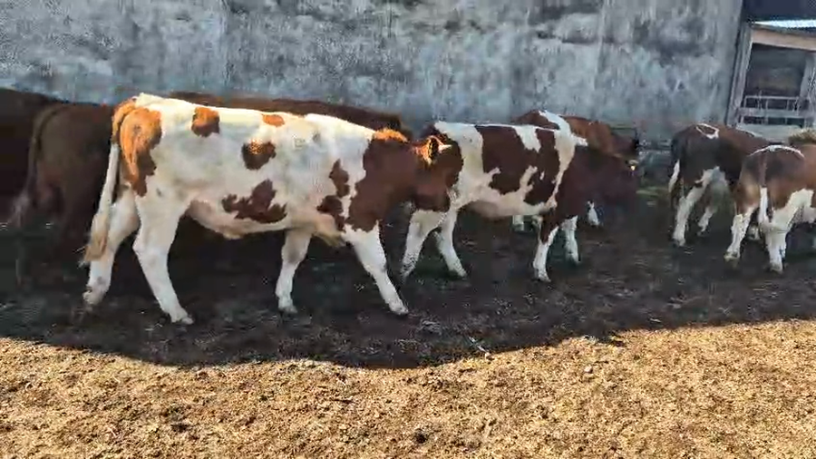 Lote 50 Novillo Engorda en Vilcún, IX Región Araucanía