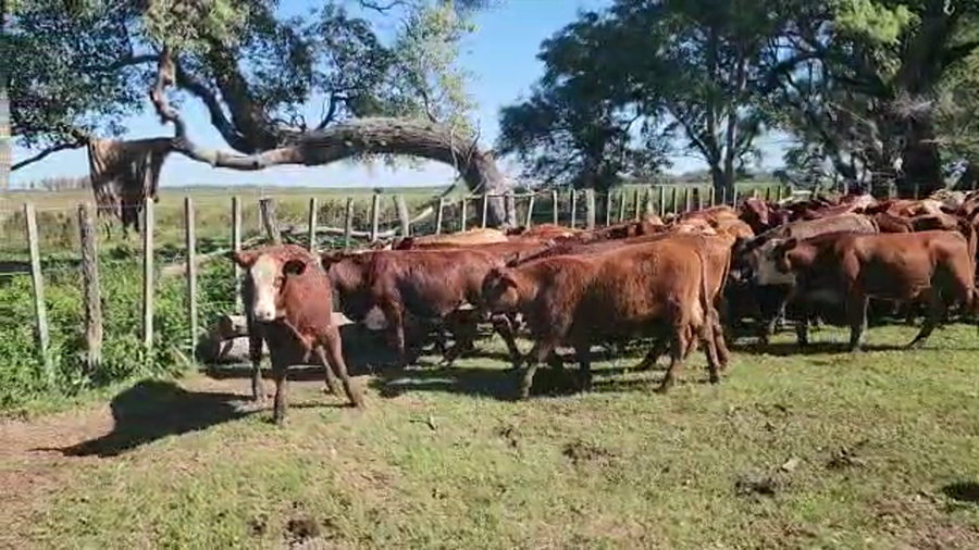Lote 110 Terneros en Ituzaingó, Corrientes