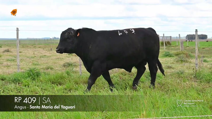 Lote RP 409