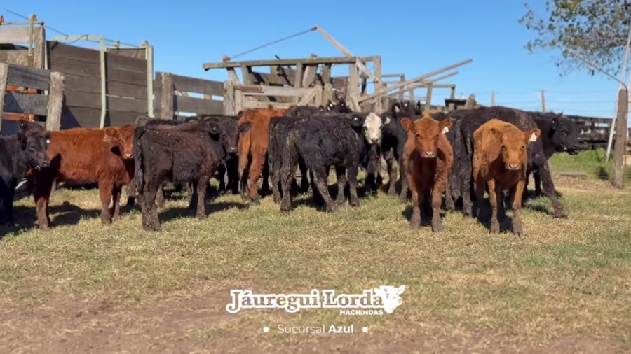 Lote 28 Terneros/as