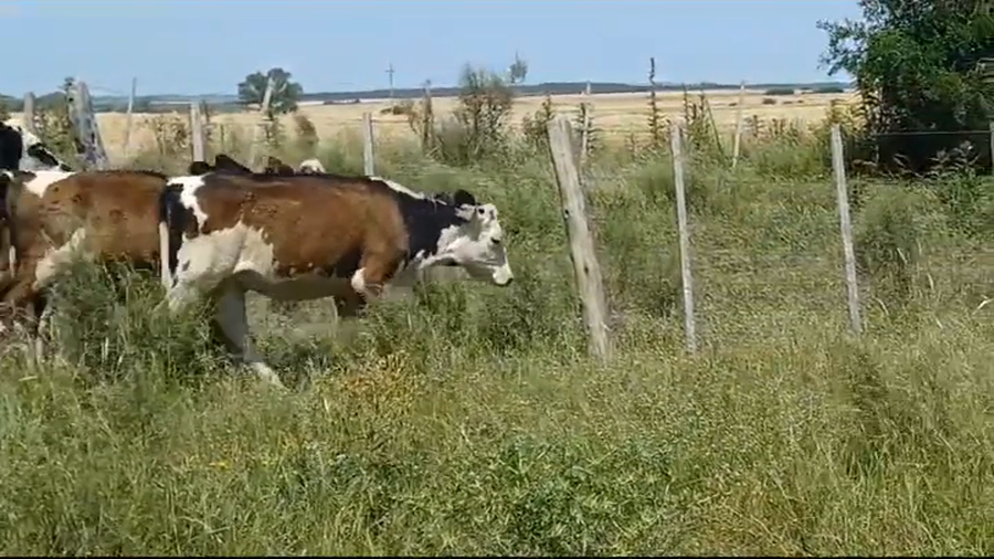 Lote (Vendido)7 Terneras NO/ HE - NO/ HO - HO a remate en #39 Pantalla Carmelo 170kg -  en COLONIA LARRAÑAGA