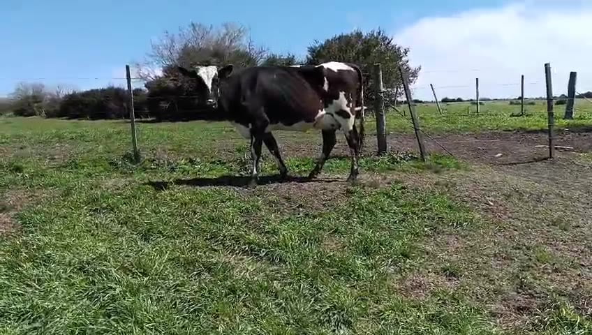 Lote Vaquillonas  a remate en Pantalla Camy, San José