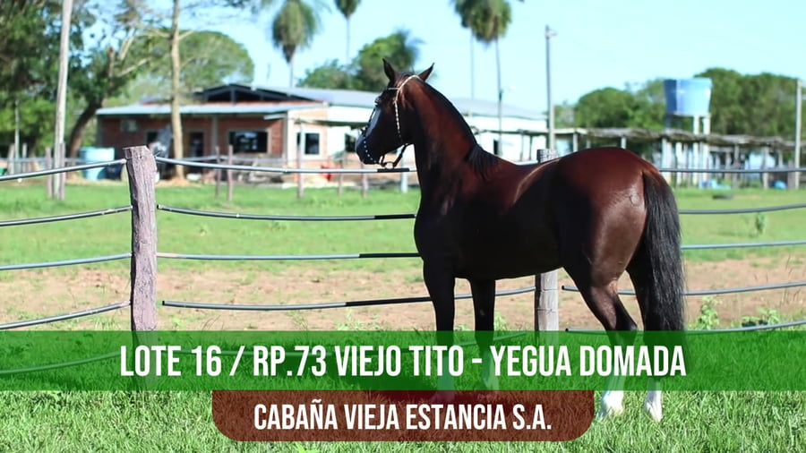 Lote VIEJO TITO
