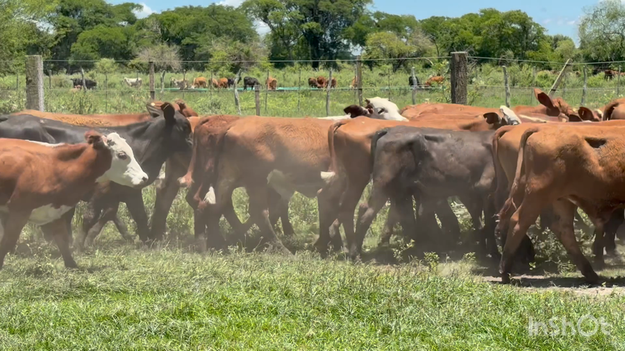 Lote 90 Terneros en Corrientes, San Roque