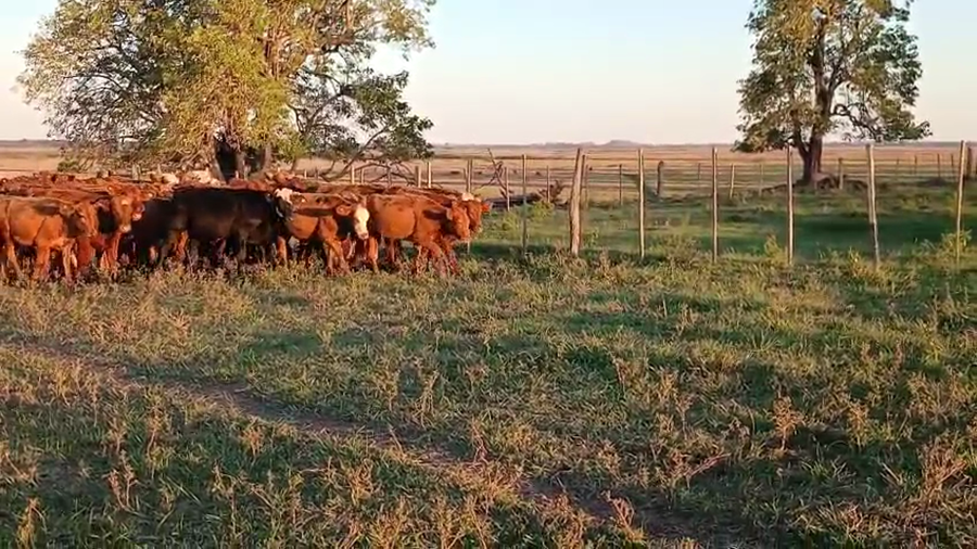 Lote 82 Terneros/as