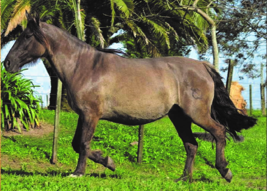 Lote RP 65 - PIRAÍ 65