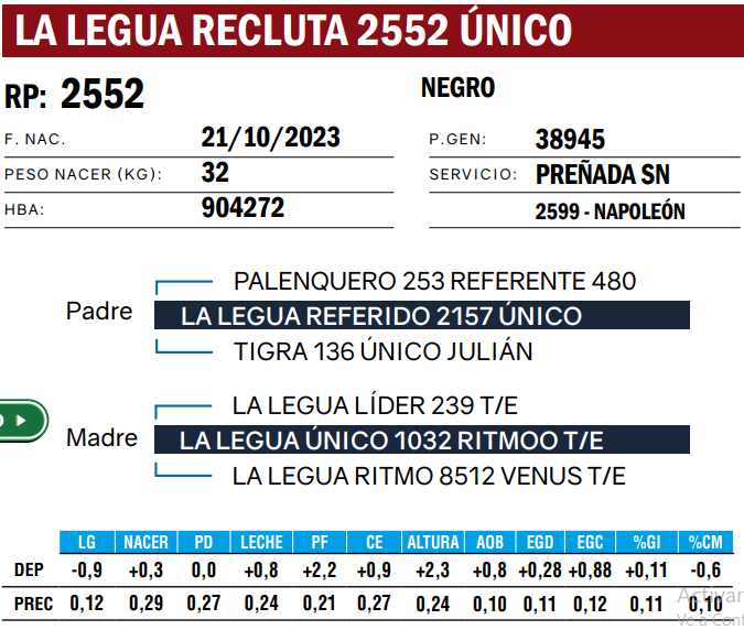 Lote VAQUILLONAS ANGUS  PP