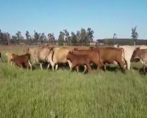 Lote 50 Vacas nuevas C/ cria en Santo Tomé, Corrientes