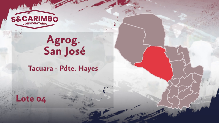 Lote 80 Terneros/as CBO 3