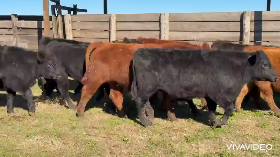 Lote 125 Novillitos
