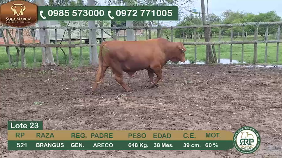 Lote (Vendido)Toros BRANGUS a remate en 34º Feria especial de reproductores e invernada, Ñeembucú