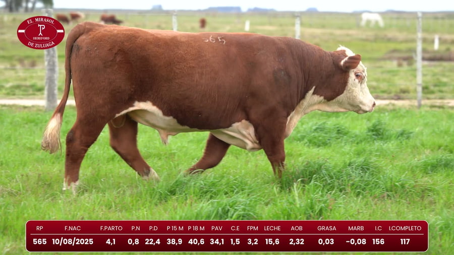 Lote Hereford