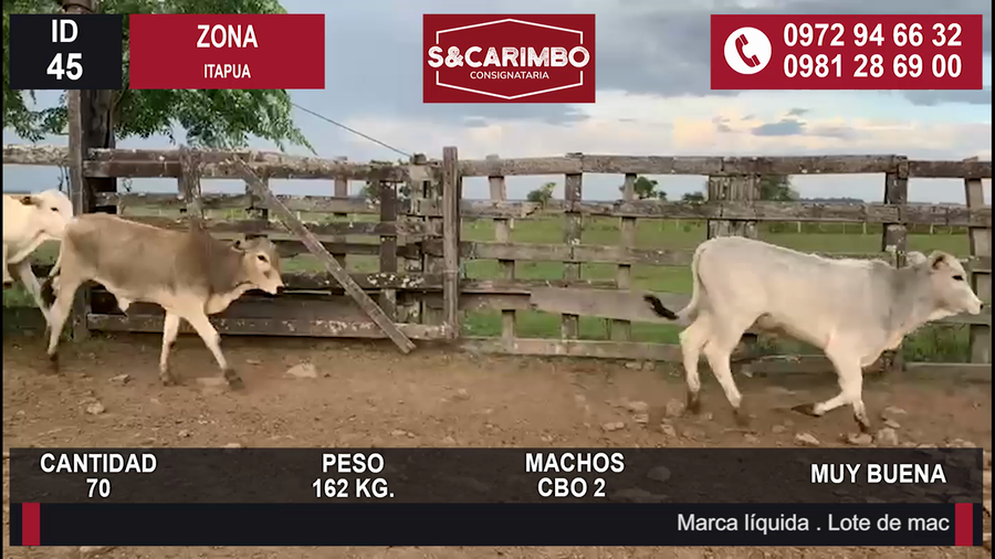 Lote TERNEROS CBO 2
