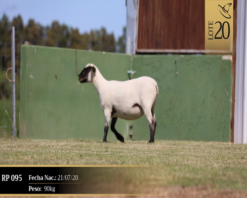 Lote Borregas a remate en Cabaña Las Brujas, San José
