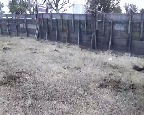 Lote 65 Terneros en Bolívar, Buenos Aires