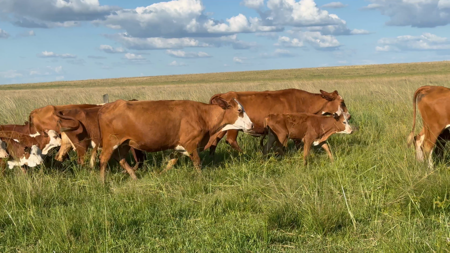 Lote 160 Vacas medio uso C/ cria en Corrientes, Santo Tomé