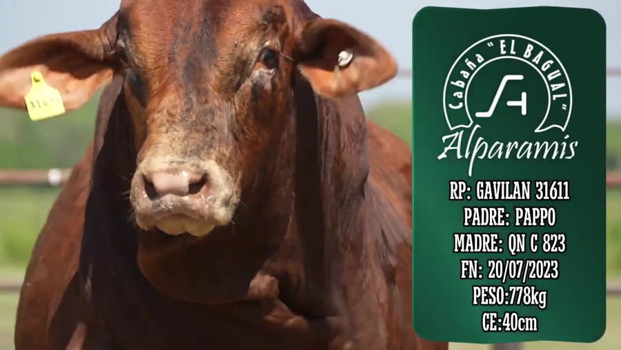 Lote Toro