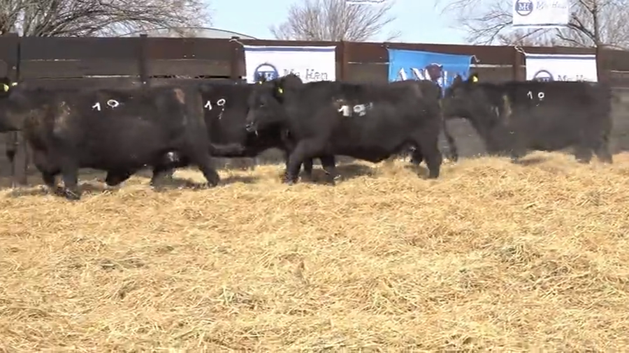 Lote Vaquillas Preñadas Me Ken