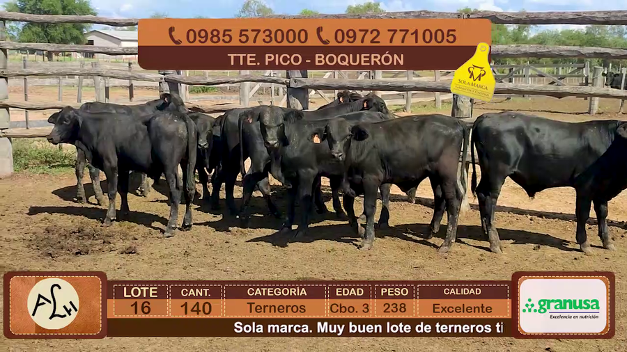 Lote 140 Terneros CBO 3 Tipo Brangus y Acebuzados. a remate en FERIA ESPECIAL DE TERNEROS CBO. 3 - AGROGANADERA LA HUELLA 238kg - , Boquerón