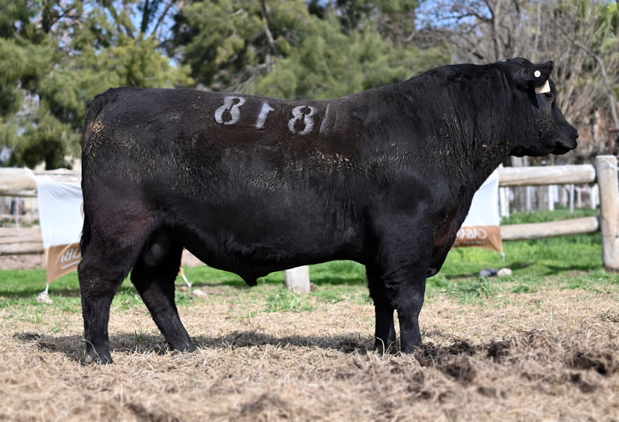 Lote TOROS PUROS DE PEDIGREE