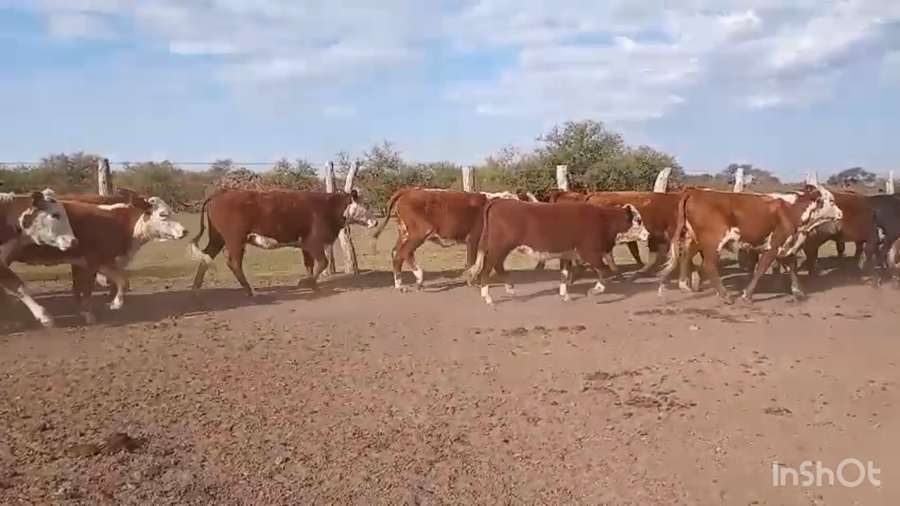 Lote 110 Terneras a término en Corrientes, Curuzu Cuatia