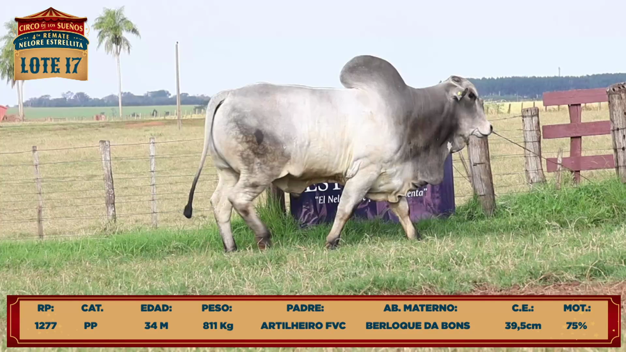 Lote LOTE 17