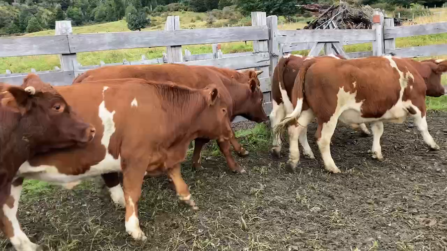 Lote 18 Novillo Engorda en Chile Chico, XI Región Aysén