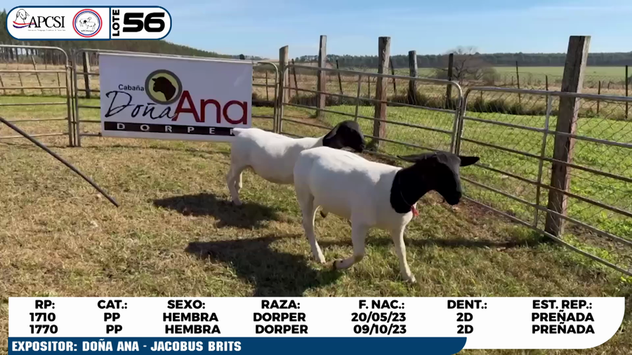 Lote LOTE 56