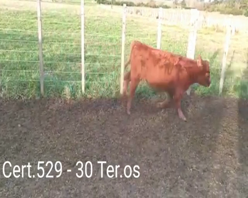 Lote (Vendido)30 Terneros 11 RA - 8 AA - 1HE -6RA/ HE - 2AA/ HE a remate en Remate virtual de Coco Morales & Asoc. 189kg -  en CUEVA DEL TIGRE A 18 KM DE CARDONA