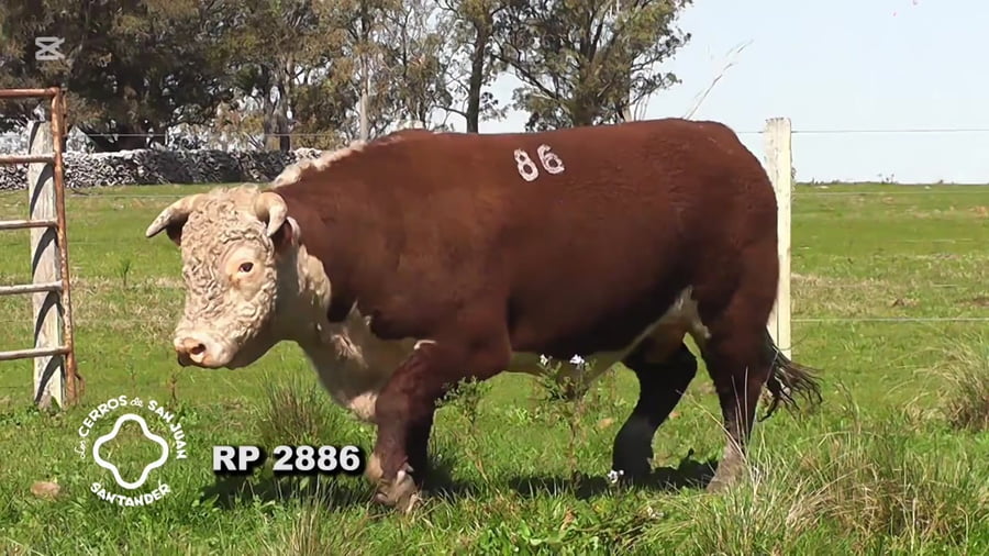 Lote Toro Hereford PO de 3 años