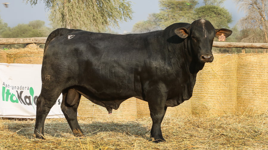 Lote LOTE 65