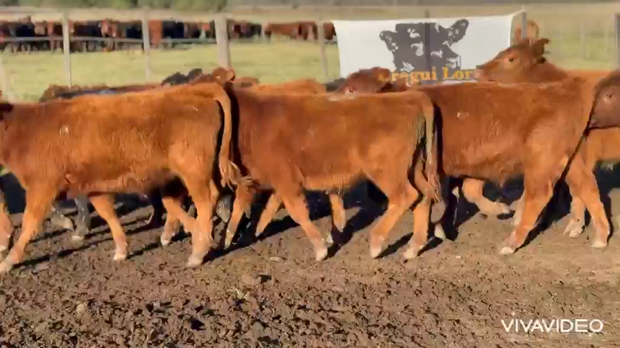 Lote 60 Terneros/as