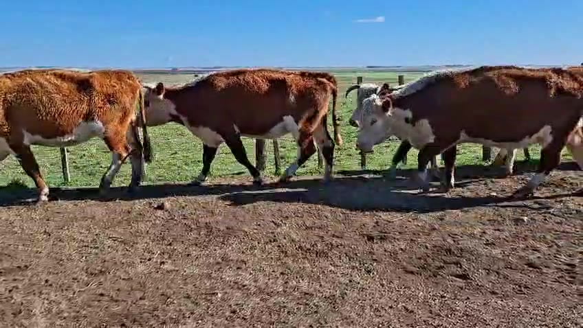 Lote VACAS PREÑADAS