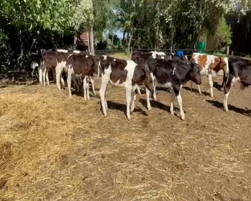 Lote (Vendido)16 Terneros HOLANDO a remate en 2da Pantalla ENTRE MARTILLOS 80-90kg -  en CHAMIZO
