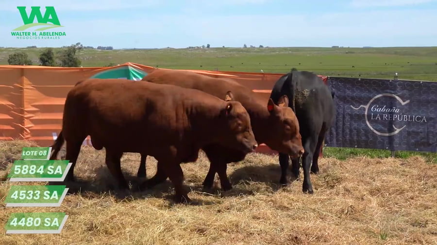 Lote (Eliminado)3 Toros a remate en Cabaña La Republica, Tacuarembó