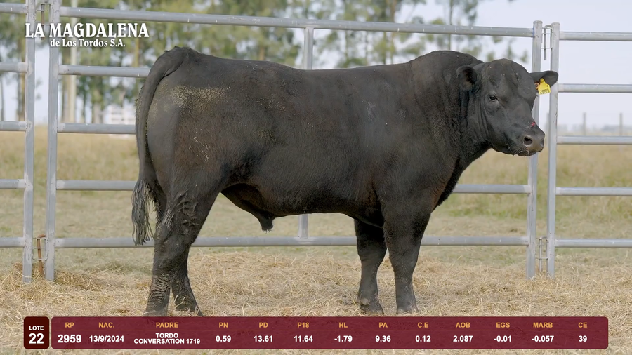 Lote Lote 22 - Angus