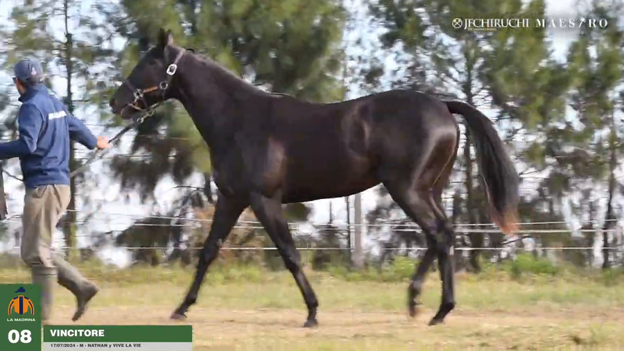 Lote Vincitore