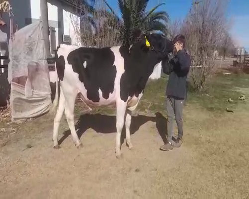 Lote San santiago Berni rp 5149