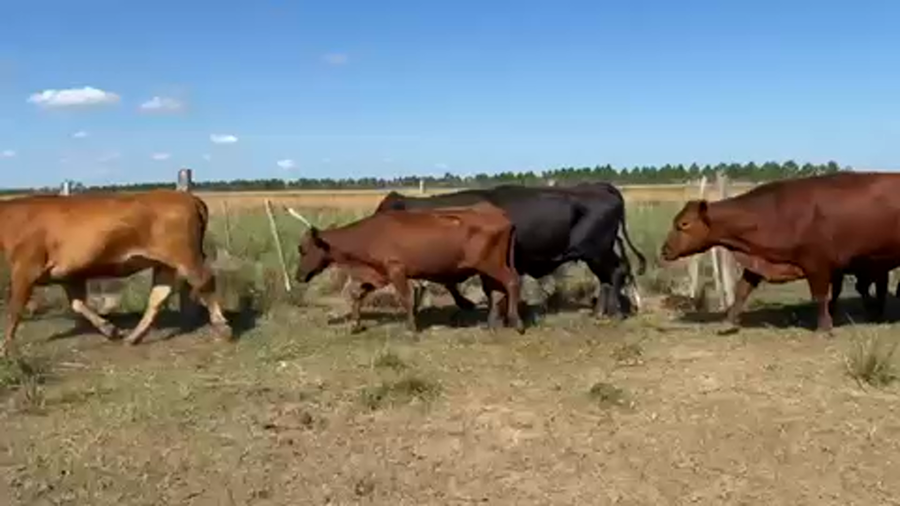 Lote 41 Vacas de invernar en Ituzaingó, Corrientes